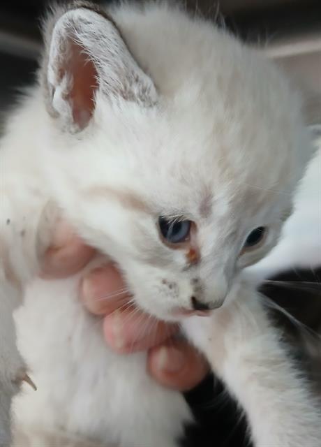 Shelter Stray Female Cat last seen EAGLE BAY, DOCTORS LAKE, 2020 Forest St, Jacksonville, FL 32204, USA