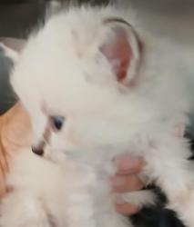 Shelter Stray Female Cat last seen EAGLE BAY, DOCTORS LAKE, 2020 Forest St, Jacksonville, FL 32204, USA