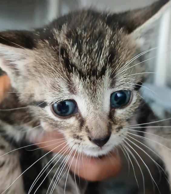Shelter Stray Female Cat last seen EAGLE BAY, DOCTORS LAKE, 2020 Forest St, Jacksonville, FL 32204, USA
