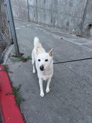 Found/Stray Unknown Dog last seen Rockefeller by Birney Elementary, Redondo Beach, CA 90278