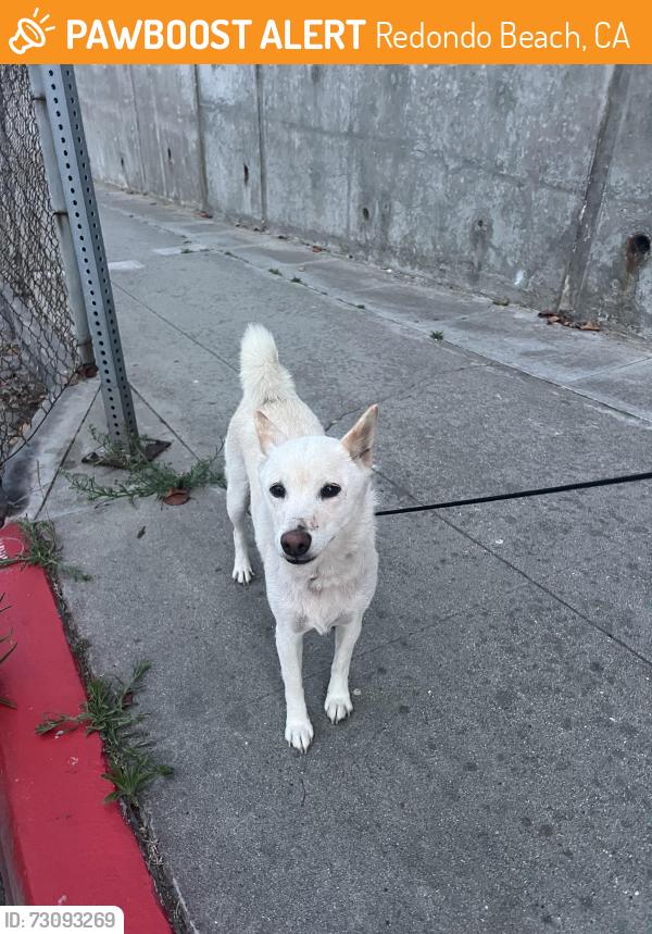 Found/Stray Unknown Dog last seen Rockefeller by Birney Elementary, Redondo Beach, CA 90278