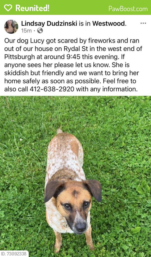 Reunited Female Dog last seen Closest cross street Rydal St x Mueller Ave, Pittsburgh, PA 15205
