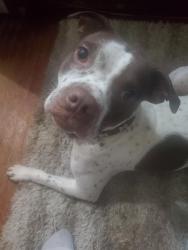 Reunited Female Dog last seen Rexall collisium station, Edmonton, AB 