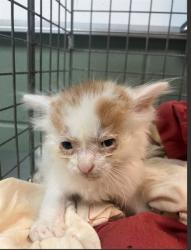 Shelter Stray Male Cat last seen Near BLOCK NORMANDY BLVD, 2020 Forest St, Jacksonville, FL 32204, USA