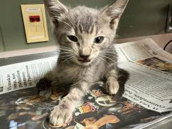 Shelter Stray Male Cat last seen Near BLOCK FOREST ST, 2020 Forest St, Jacksonville, FL 32204, USA