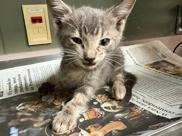 Shelter Stray Male Cat last seen Near BLOCK FOREST ST, 2020 Forest St, Jacksonville, FL 32204, USA