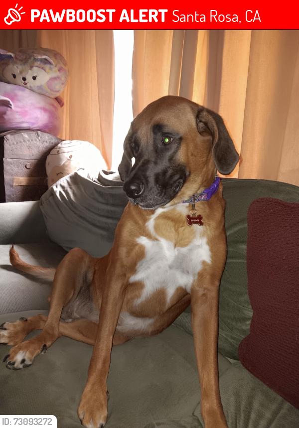 Lost Female Dog last seen Yulupa and neotoma, Santa Rosa, CA 95405