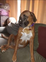 Lost Female Dog last seen Yulupa and neotoma, Santa Rosa, CA 95405