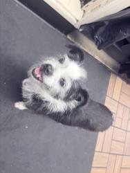 Found/Stray Female Dog last seen Near sheridan sinclair, Denver, CO 80204