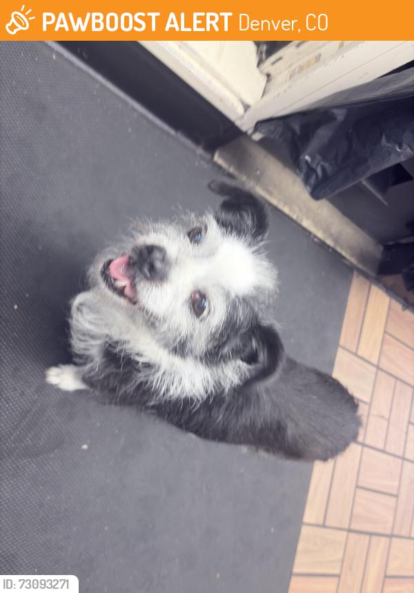 Found/Stray Female Dog last seen Near sheridan sinclair, Denver, CO 80204