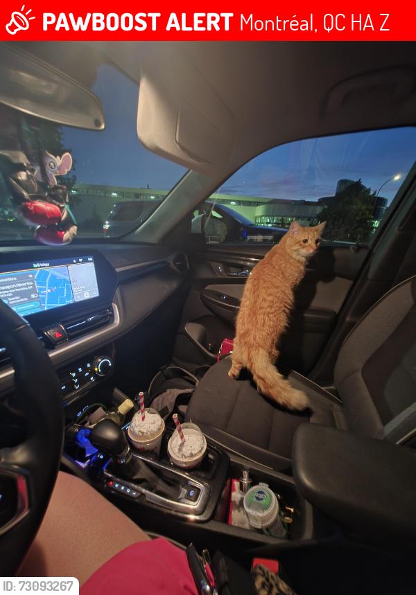 Lost Male Cat last seen Near Bd Industriel, Pointe-aux-Trembles, QC H1A 4Z6, Montréal, QC H1A 4Z6