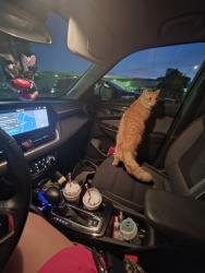 Lost Male Cat last seen Near Bd Industriel, Pointe-aux-Trembles, QC H1A 4Z6, Montréal, QC H1A 4Z6
