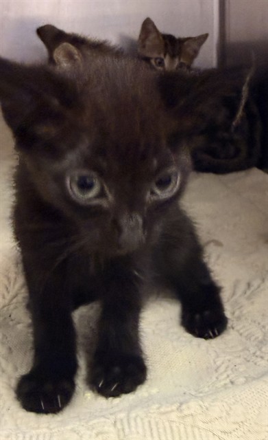Shelter Stray Female Cat last seen Near BLOCK DERRINGER RD, 2020 Forest St, Jacksonville, FL 32204, USA
