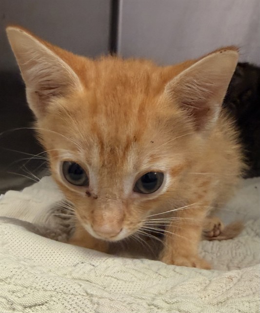 Shelter Stray Male Cat last seen Near BLOCK DERRINGER RD, 2020 Forest St, Jacksonville, FL 32204, USA