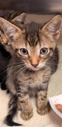 Shelter Stray Female Cat last seen Near BLOCK DERRINGER RD, 2020 Forest St, Jacksonville, FL 32204, USA