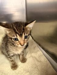 Shelter Stray Male Cat last seen Near BLOCK DERRINGER RD, 2020 Forest St, Jacksonville, FL 32204, USA