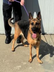 Shelter Stray Female Dog last seen Near BLOCK CEDAR CREEK RD, 3528 Newburg Rd, Louisville, KY 40218, USA