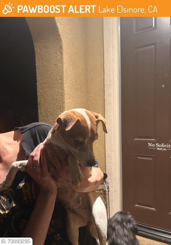 Found/Stray Female Dog last seen Lake Elsinore, Lake Elsinore, CA 92532