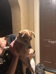 Found/Stray Female Dog last seen Lake Elsinore, Lake Elsinore, CA 92532