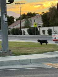 Found/Stray Unknown Dog last seen Madison street, Indio, CA 92201