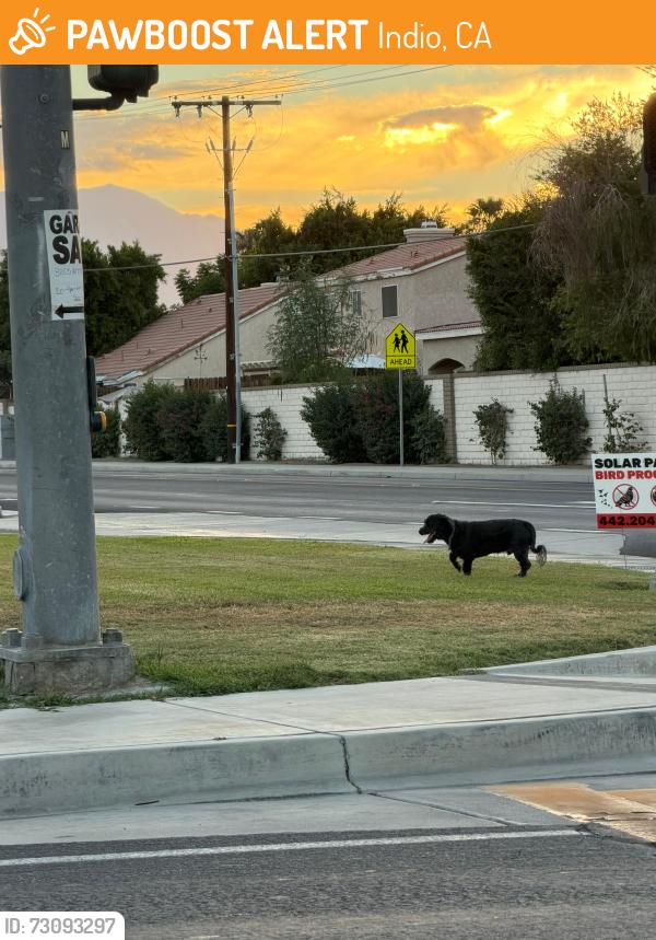 Found/Stray Unknown Dog last seen Madison street, Indio, CA 92201