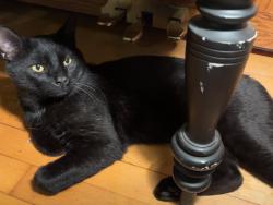 Found/Stray Male Cat last seen Monroe St NE / 3rd Ave NE, Minneapolis, MN 55413