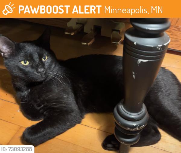 Found/Stray Male Cat last seen Monroe St NE / 3rd Ave NE, Minneapolis, MN 55413
