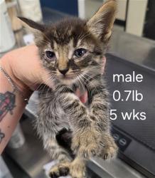 Shelter Stray Male Cat last seen , 201 S Mt Vernon Ave, Bakersfield, CA 93307, USA