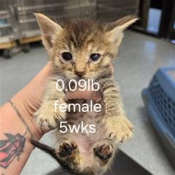 Shelter Stray Female Cat last seen , 201 S Mt Vernon Ave, Bakersfield, CA 93307, USA