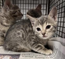 Shelter Stray Female Cat last seen , 14409 Vanowen St, Van Nuys, CA 91405, USA