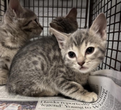 Shelter Stray Female Cat last seen , 14409 Vanowen St, Van Nuys, CA 91405, USA