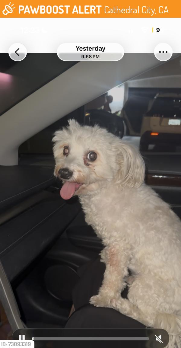 Found/Stray Male Dog last seen Ramon streeet, Cathedral City, CA 92235
