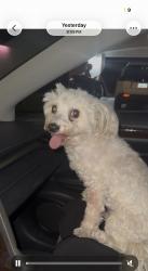 Found/Stray Male Dog last seen Ramon streeet, Cathedral City, CA 92235