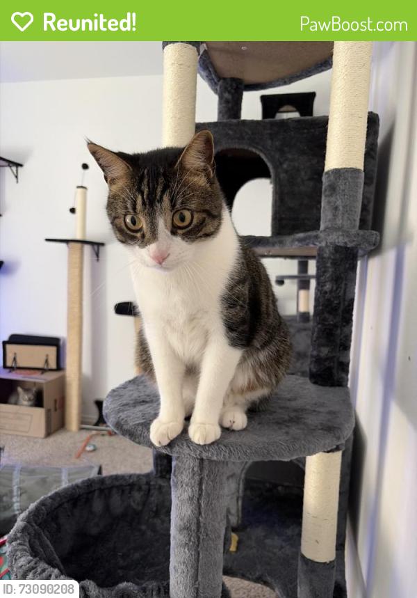 Reunited Male Cat last seen Near Birch Peak Dr, Iowa Colony, TX 77583, USA, Iowa Colony, TX 77583
