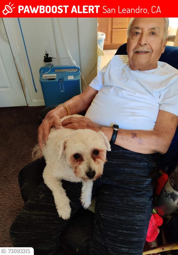 Lost Male Dog last seen Davis and Warden Ave, San Leandro, CA 94577