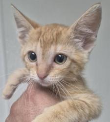 Shelter Stray Female Cat last seen Near BLOCK OLSON WAY, ARVIN CA 93203, 3951 Fruitvale Ave, Bakersfield, CA 93308, USA