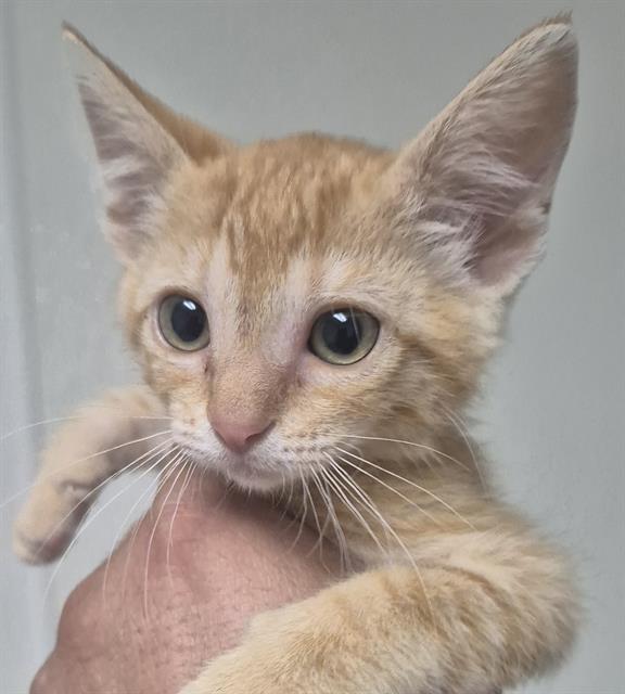 Shelter Stray Female Cat last seen Near BLOCK OLSON WAY, ARVIN CA 93203, 3951 Fruitvale Ave, Bakersfield, CA 93308, USA