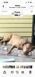 Lost Male Dog last seen Orange, Riverside, CA 92501