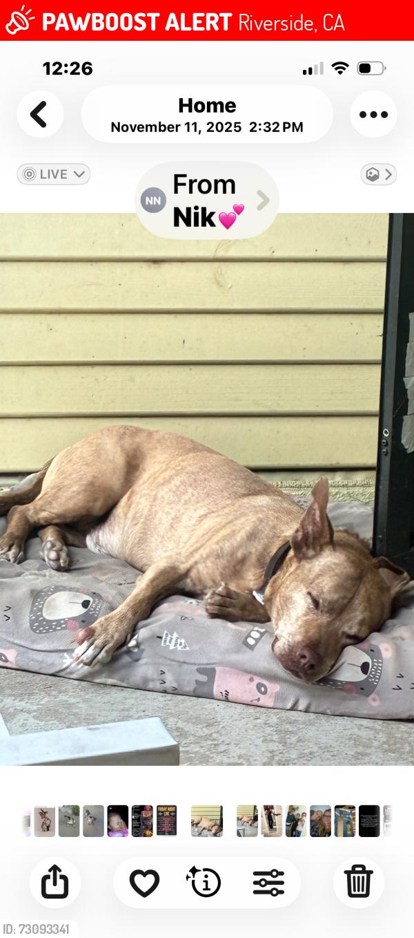 Lost Male Dog last seen Orange, Riverside, CA 92501