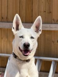 Reunited Male Dog last seen Cemetery or Near 8230 Melinda Ln Dallas Tx 75217, Dallas, TX 75217