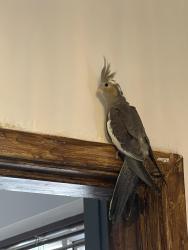 Lost Female Bird last seen Albany Road, Rothwell, England LS26 0QU