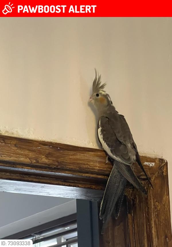 Lost Female Bird last seen Albany Road, Rothwell, England LS26 0QU