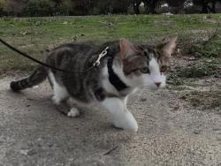 Lost Male Cat last seen E Willow steetr and Studebaker, Long Beach, CA 90808