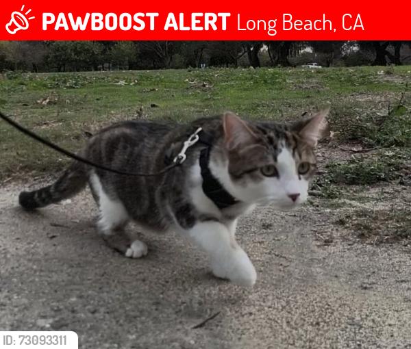 Lost Male Cat last seen E Willow steetr and Studebaker, Long Beach, CA 90808