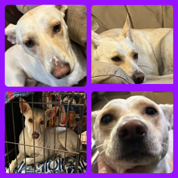 Found/Stray Female Dog last seen Bradbury Ave. & Keystone Ave., Indianapolis, IN 46203