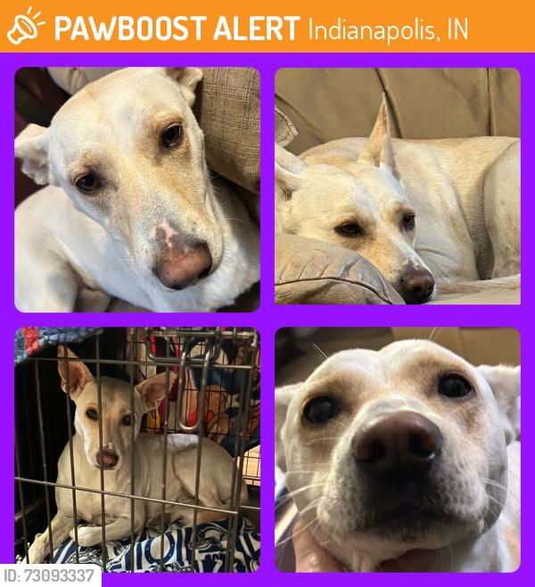 Found/Stray Female Dog last seen Bradbury Ave. & Keystone Ave., Indianapolis, IN 46203