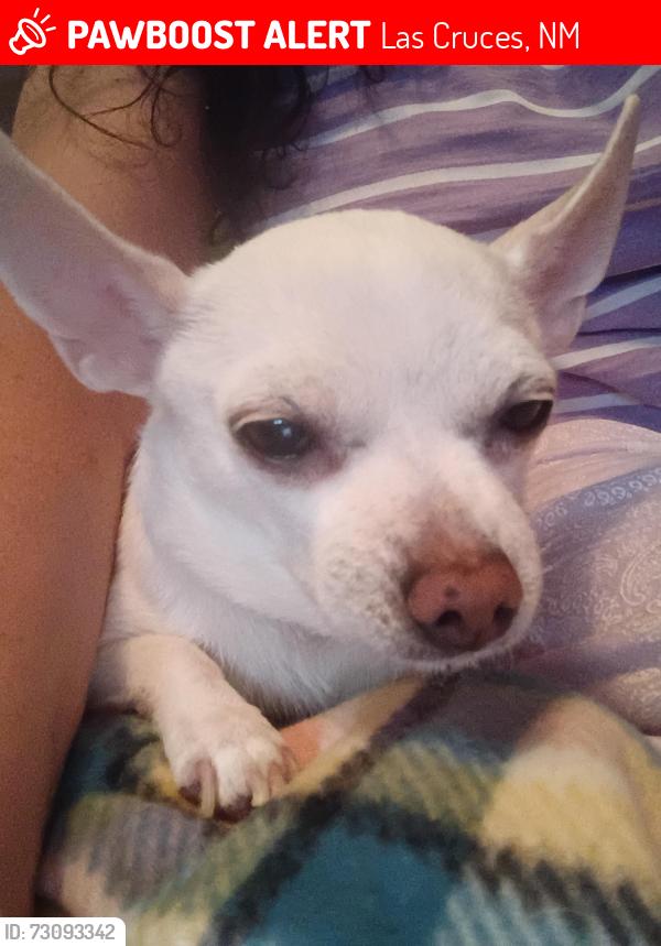 Lost Female Dog last seen Triviz, Las Cruces, NM 88001