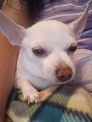 Lost Female Dog last seen Triviz, Las Cruces, NM 88001