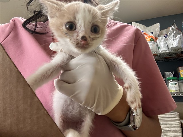 Shelter Stray Male Cat last seen Near BLOCK MARQUEZ RD, PERRIS, CA, 6851 Van Buren Boulevard, Jurupa Valley, CA 92509, USA