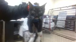 Shelter Stray Female Cat last seen Near BLOCK SW 67 AVE, 3599 NW 79th Ave, Doral, FL 33122, USA